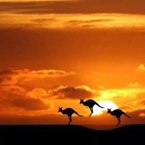 Kangaroos